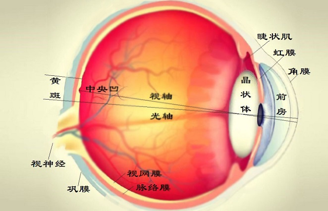 1667663660129788.jpg 眼睛与视觉.jpg